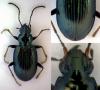 Bembidion tibiale